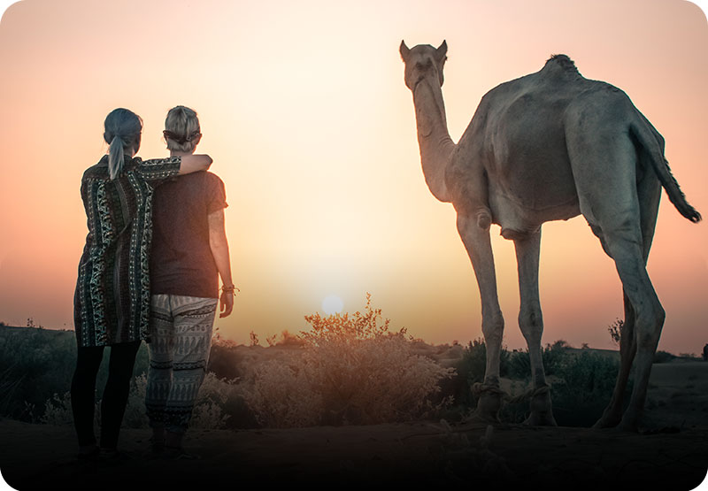 half-day-sunset-camel-safari-jaisalmer-trotters-tours-mobile