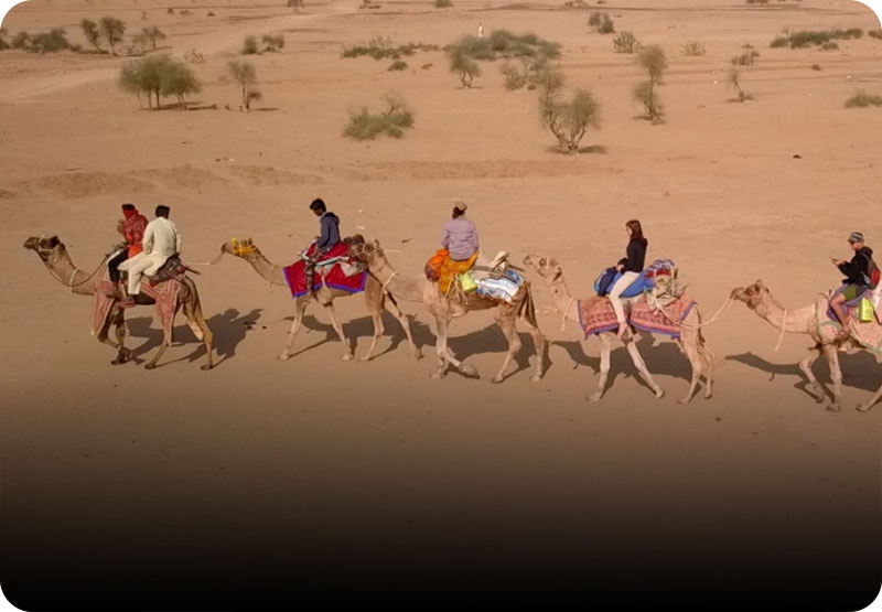 real-desert-camel-safari-jaisalmer-trotters-tours-mobile