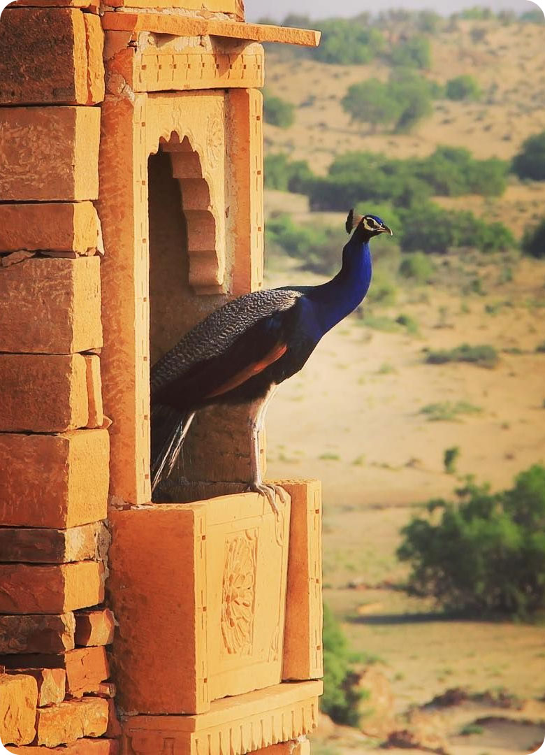 book-breakfast-with-peacocks-in-jaisalmer-with-trotters-tours