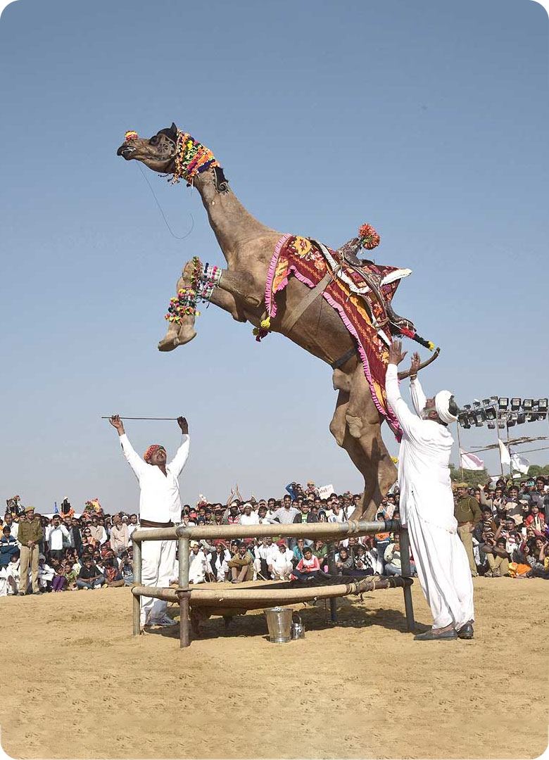 book-desert-festival-in-jaisalmer-by-trotters-tours