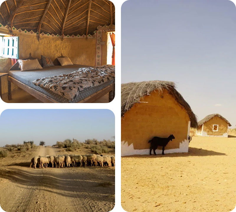 eco-farm-stay-in-jaisalmer-with-trotters