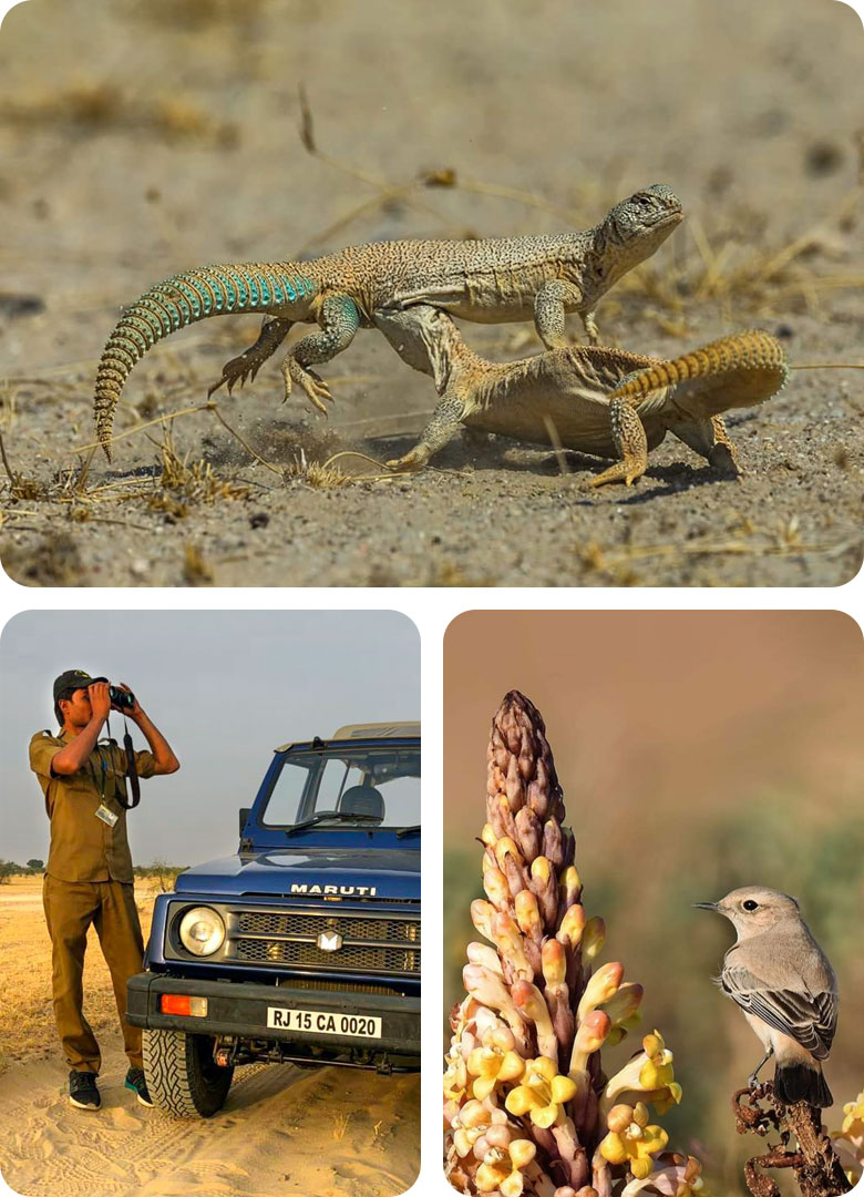 trip-to-the-desert-national-park-in-jaisalmer-by-trotters