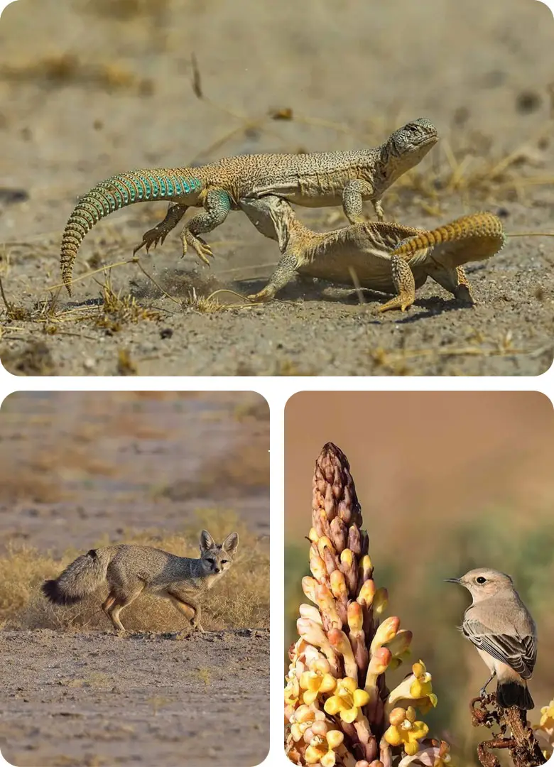 trip-to-the-desert-national-park-in-jaisalmer-by-trotters