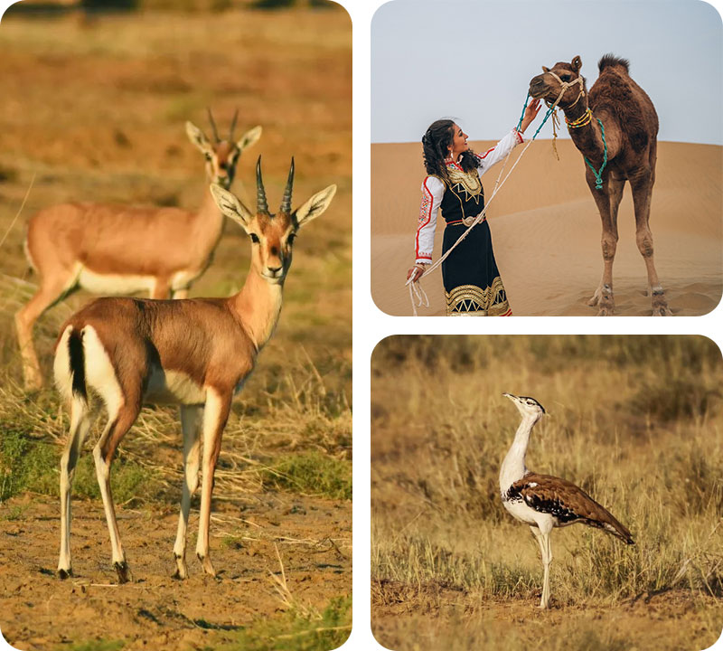 trip-to-the-desert-national-park-in-jaisalmer-with-trotters